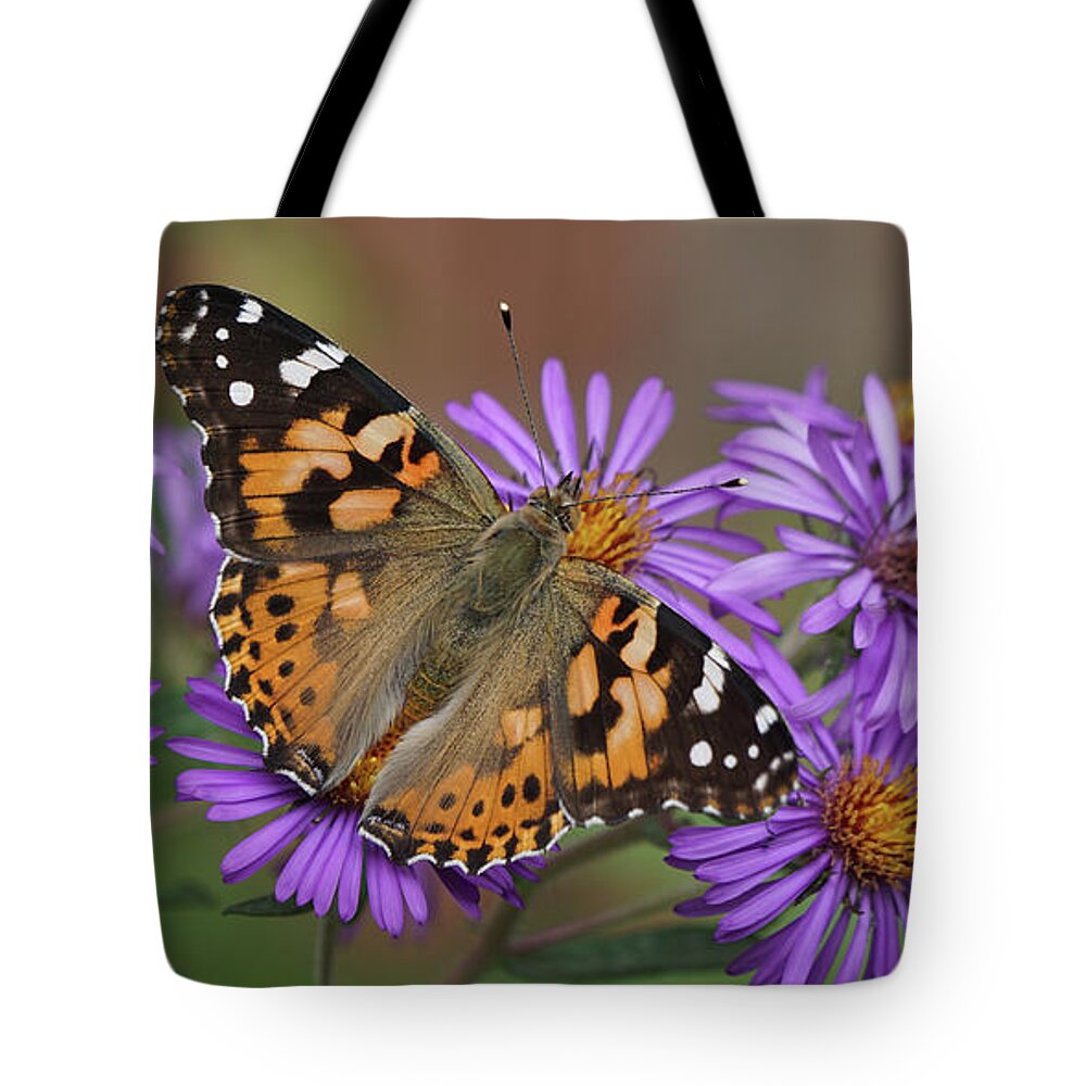 Painted Lady Tote Bag featuring the photograph Painted Lady Butterfly and Aster Flowers 6x3 by Robert E Alter Reflections of Infinity