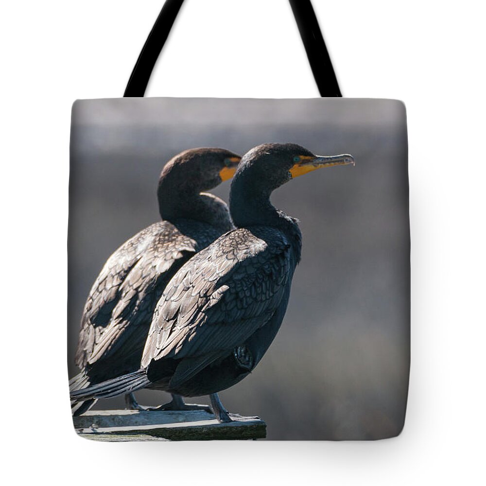Double-crested Cormorant Tote Bag featuring the photograph Pair Double-Crested Cormorant 3 March 2018 by D K Wall