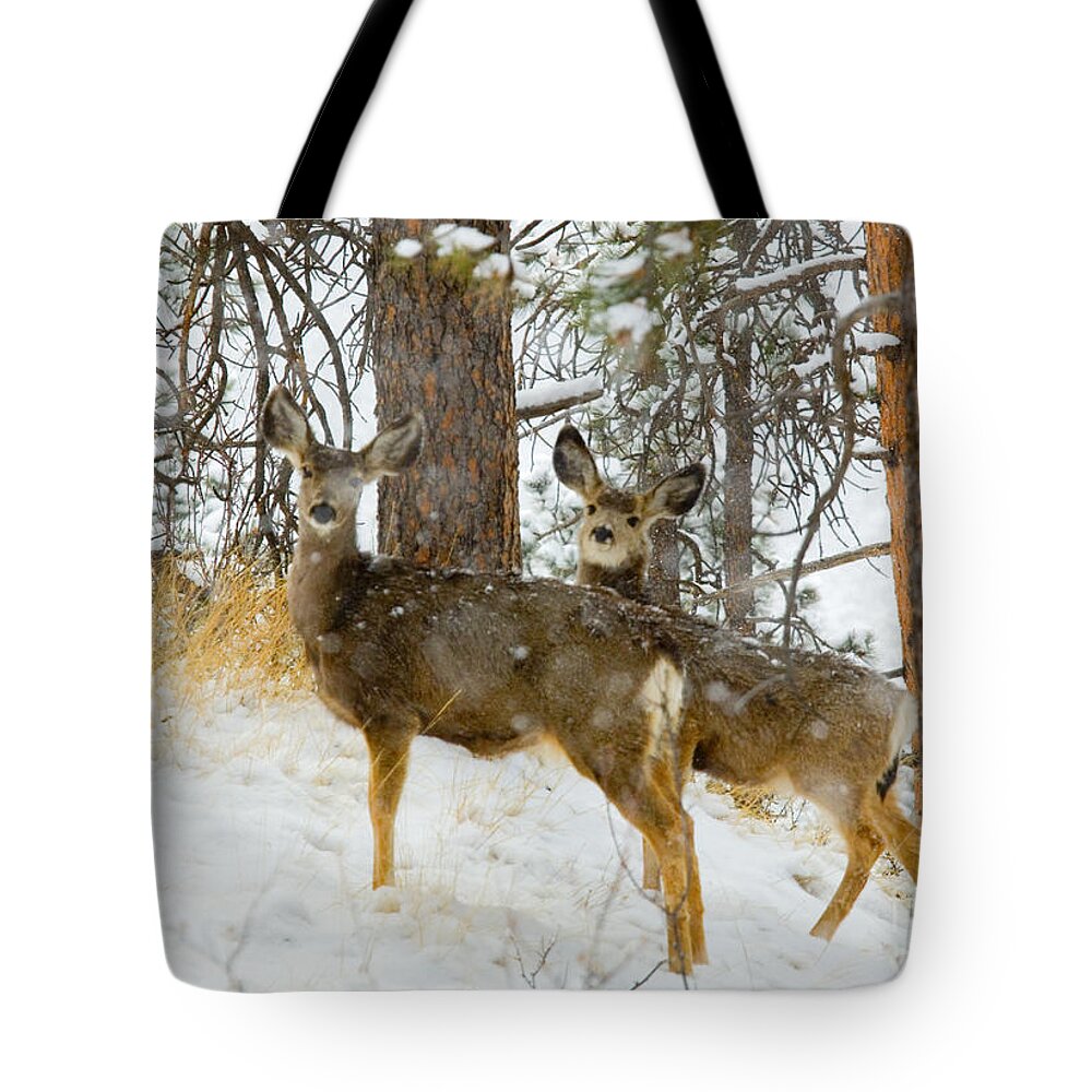 Deer Tote Bag featuring the photograph Pair of Deer in Heavy Snow in the Pike National Forest by Steven Krull