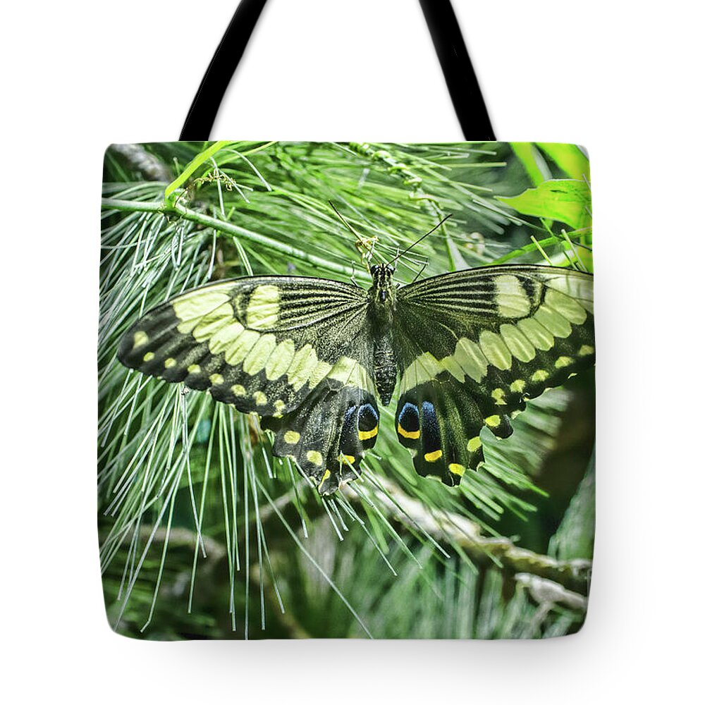 Butterfly Tote Bag featuring the photograph Palamedes by Steven Parker
