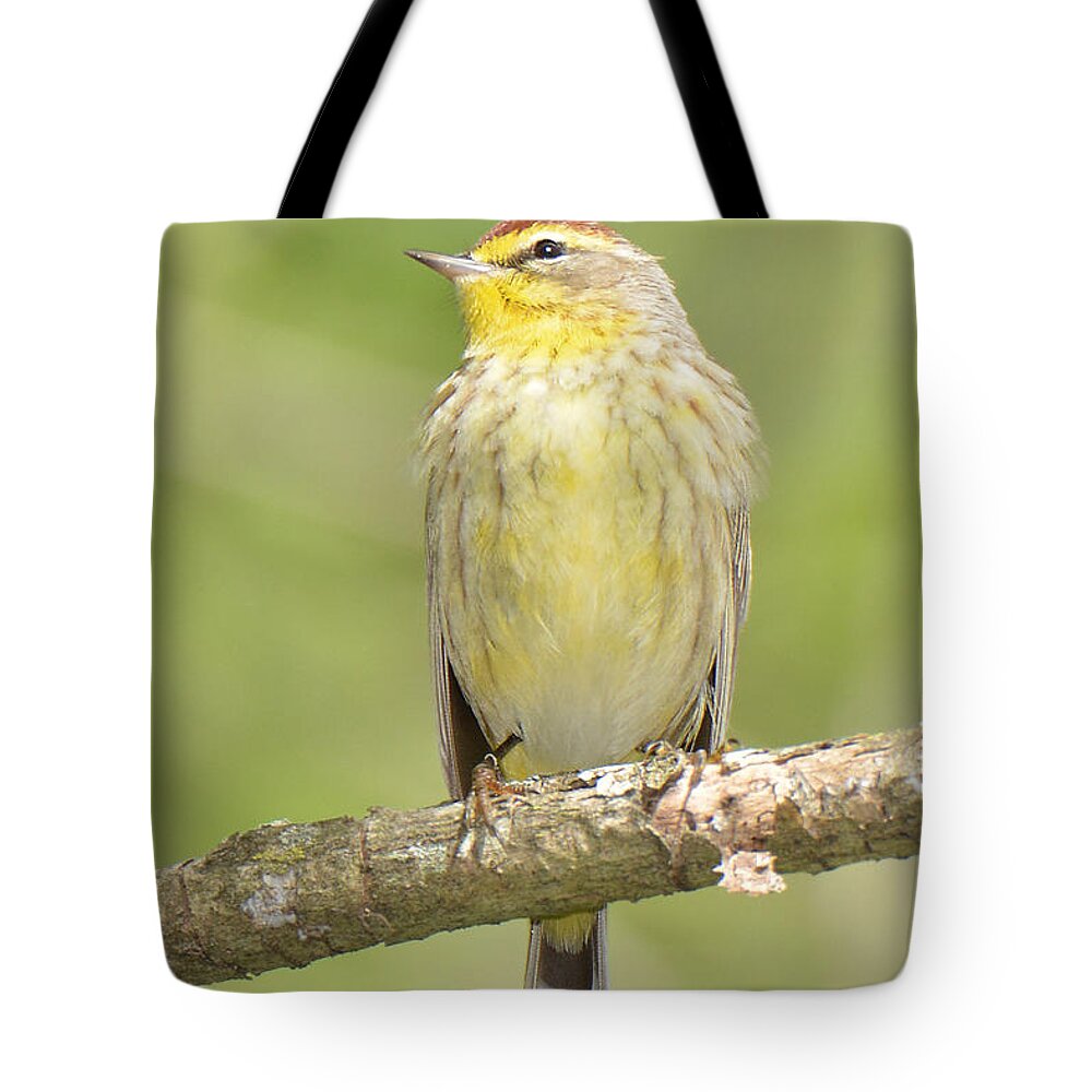 Bird Tote Bag featuring the photograph Palm Warbler by Alan Lenk