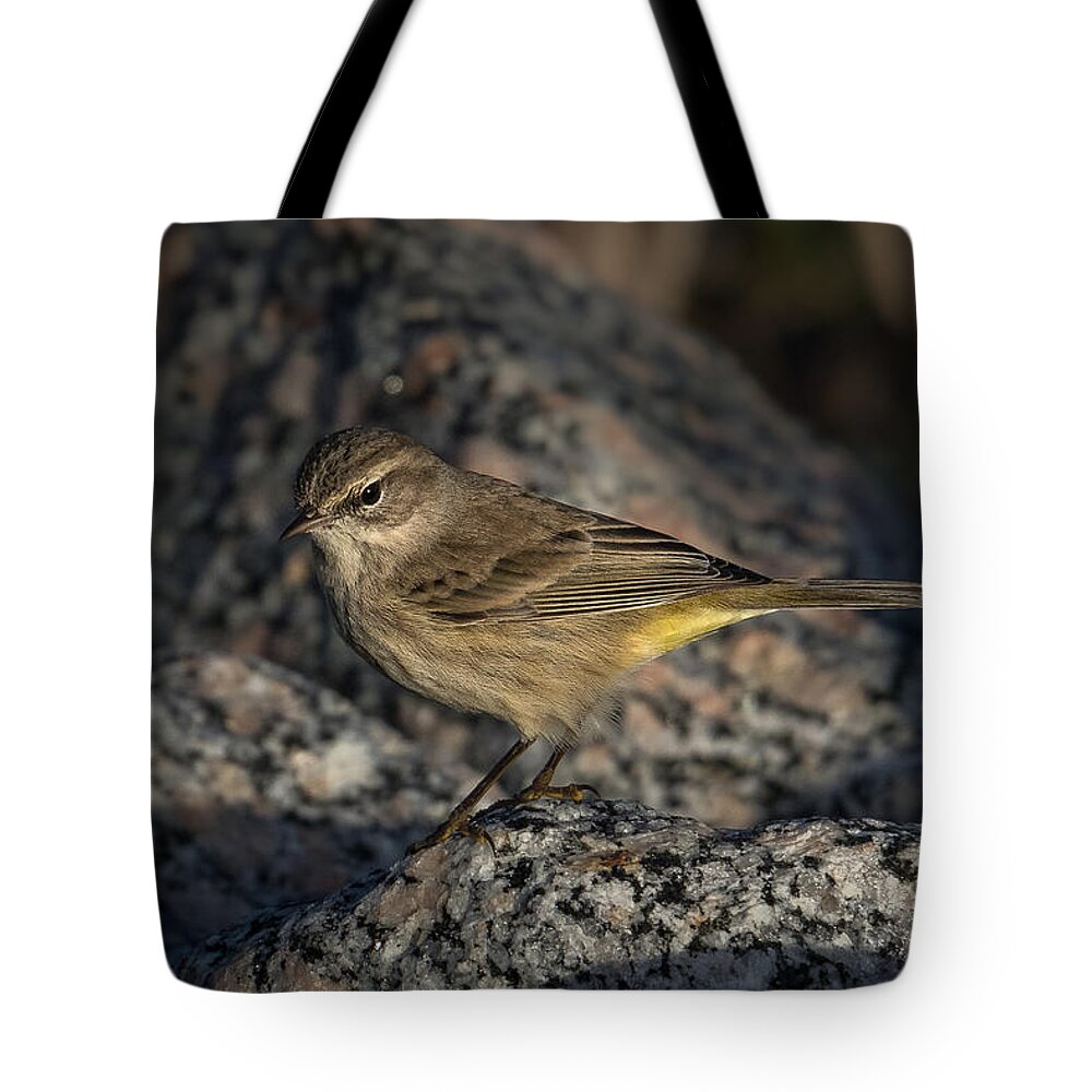 Kevin Giannini Tote Bag featuring the photograph Palm Warbler by Kevin Giannini