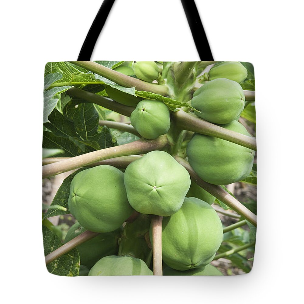 Papaya Tote Bag featuring the photograph Papaya Fruit by Inga Spence