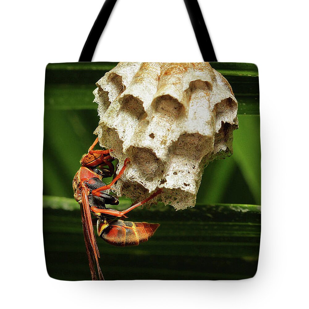 Paper Wasps Tote Bag featuring the photograph Paper wasps 00666 by Kevin Chippindall