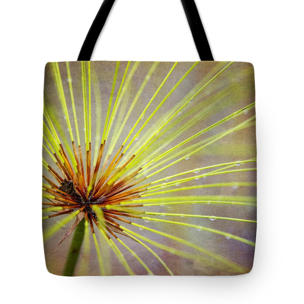 Costa Rica Tote Bag featuring the photograph Papyrus by Kathy Adams Clark