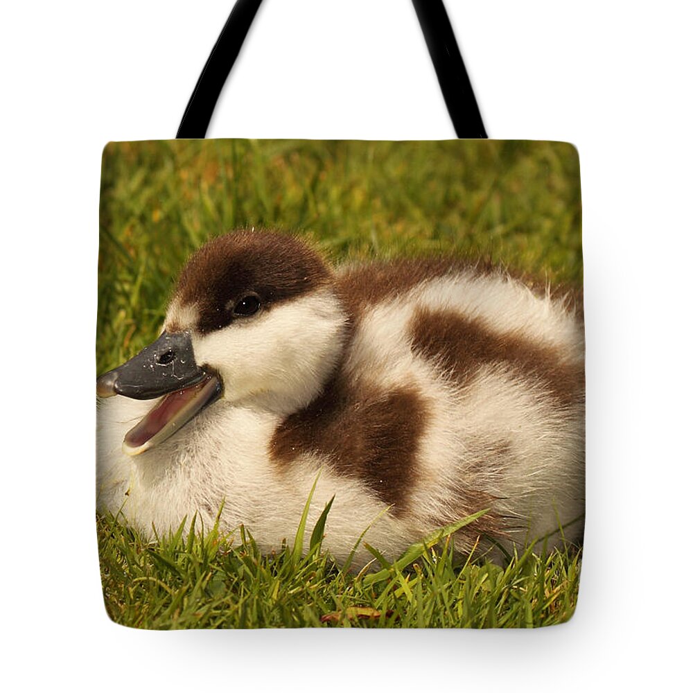 Baby Tote Bag featuring the photograph Paradise Shelduckling Calling by Max Allen