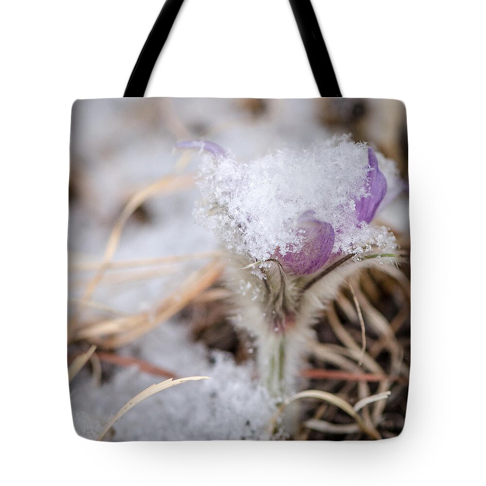 Dakota Tote Bag featuring the photograph Pasqueflower in the Snow by Greni Graph