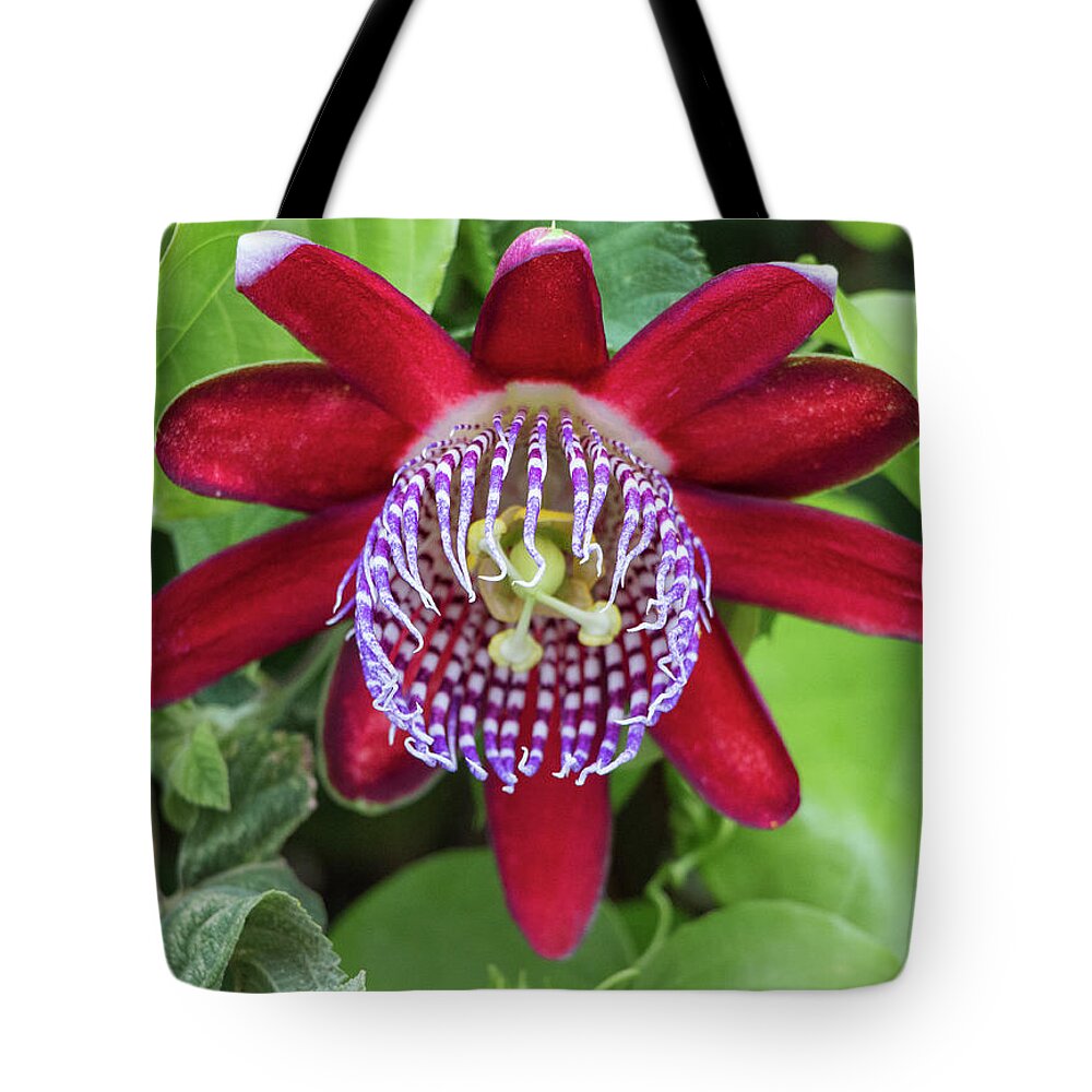 Flowers Tote Bag featuring the photograph Passiflora Ruby Glow. Passion Flower by Venetia Featherstone-Witty