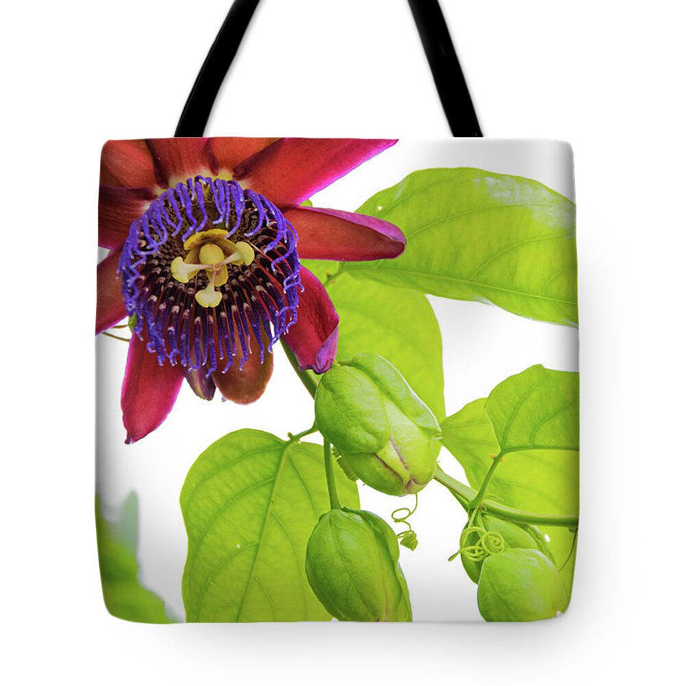 Single Passion Flower Tote Bag featuring the photograph Passion Flower ver. 9 by Robert VanDerWal