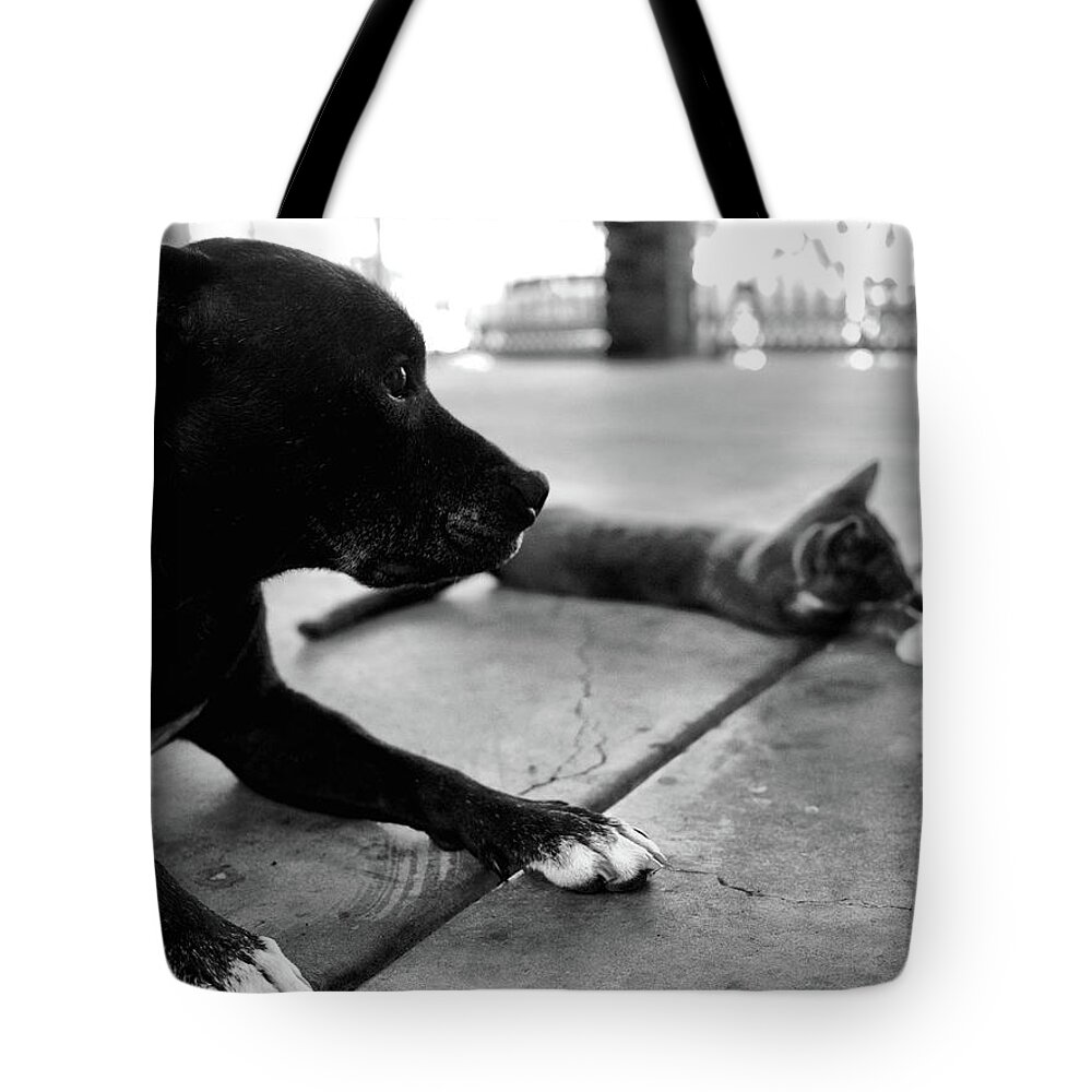 Portrait Tote Bag featuring the photograph Patches and Motey chills by Michael Blaine