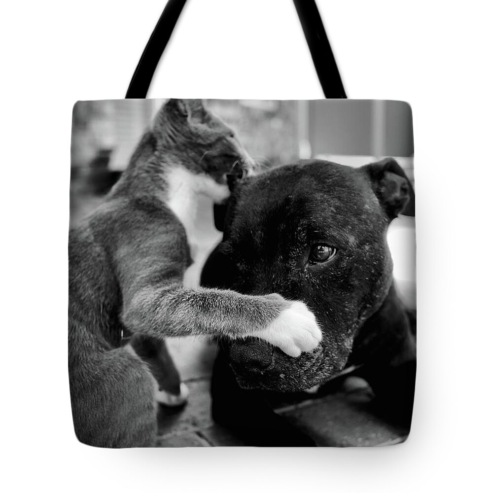 Portrait Tote Bag featuring the photograph Patches and Motey play 3 BnW by Michael Blaine