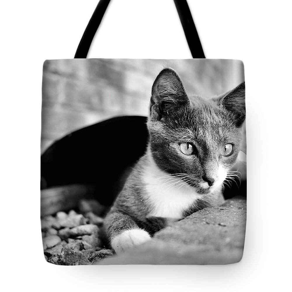 Portrait Tote Bag featuring the photograph Patches chills BnW by Michael Blaine