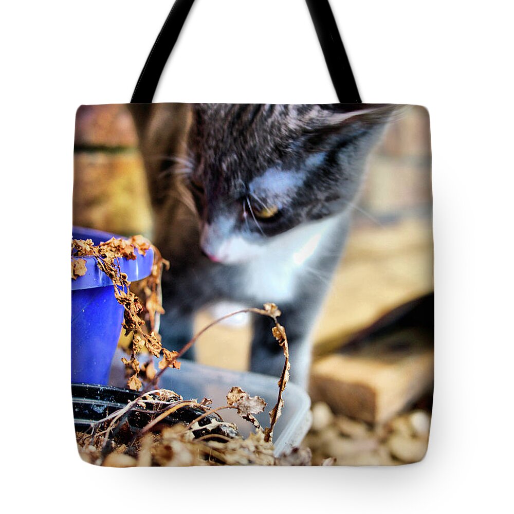 Animals Tote Bag featuring the photograph Patches Explores 5 by Michael Blaine