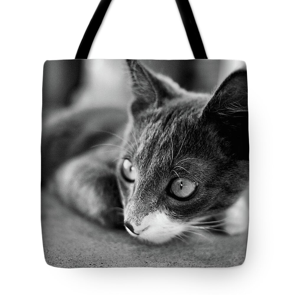 Portrait Tote Bag featuring the photograph Patches relaxes by Michael Blaine