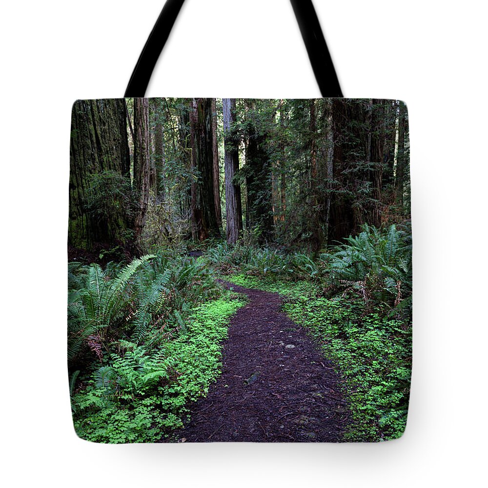 Path Tote Bag featuring the photograph Path Through the Redwoods by Rick Pisio