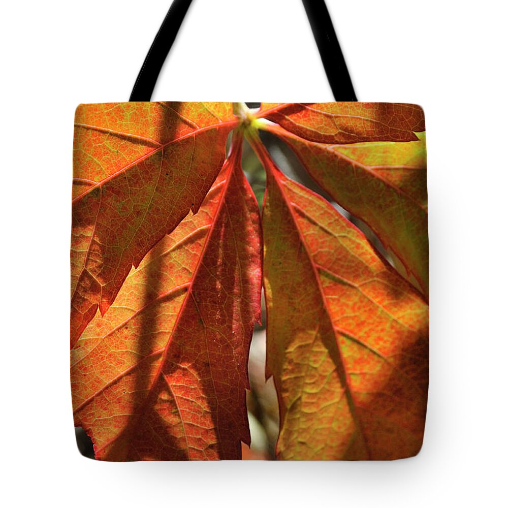 Nature Tote Bag featuring the photograph Patterns In Orange by Ron Cline