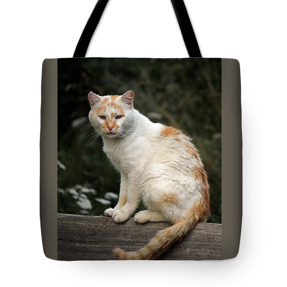 Animal Tote Bag featuring the photograph Peaceful cat by Elenarts - Elena Duvernay photo
