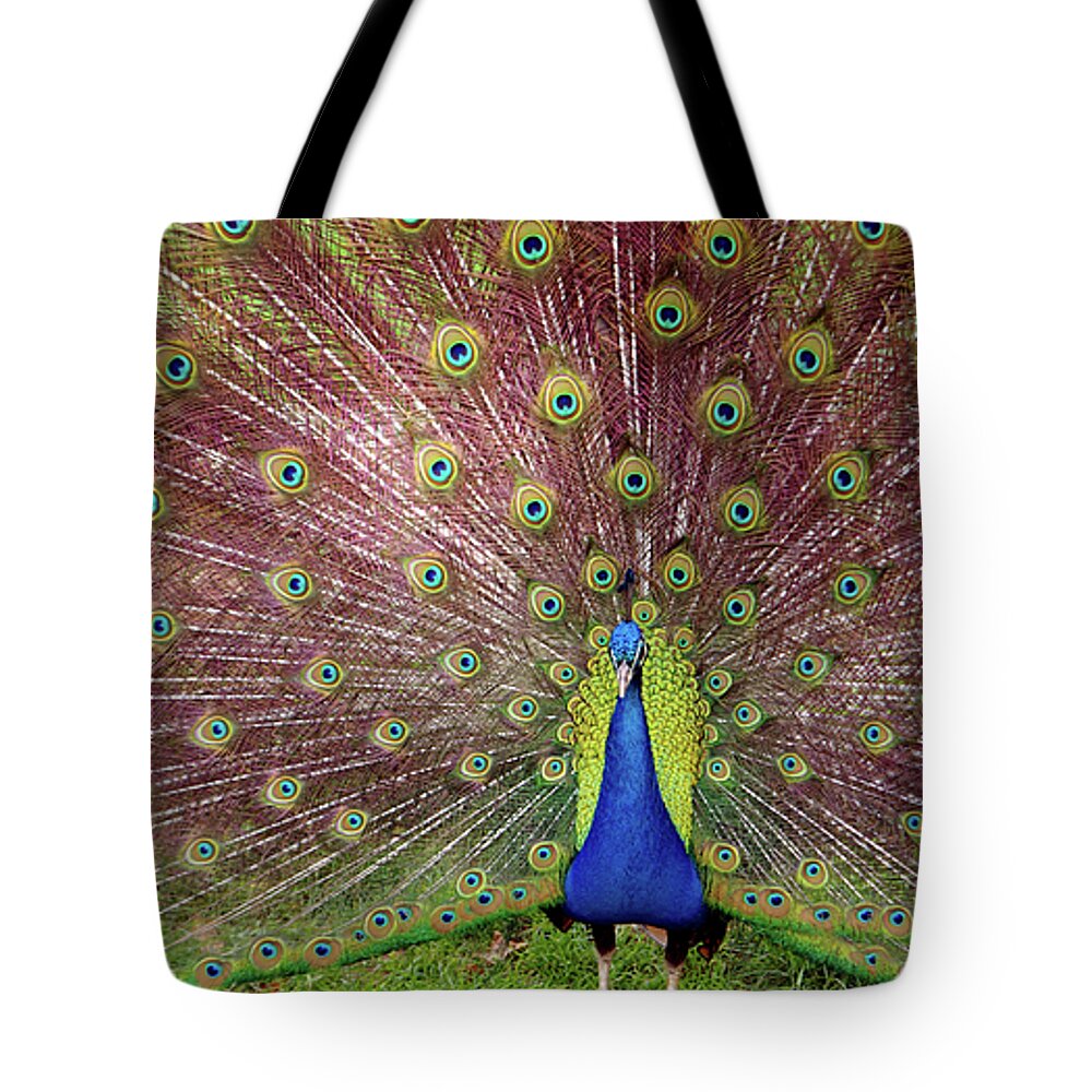 Animal Tote Bag featuring the photograph Peacock by Carlos Caetano
