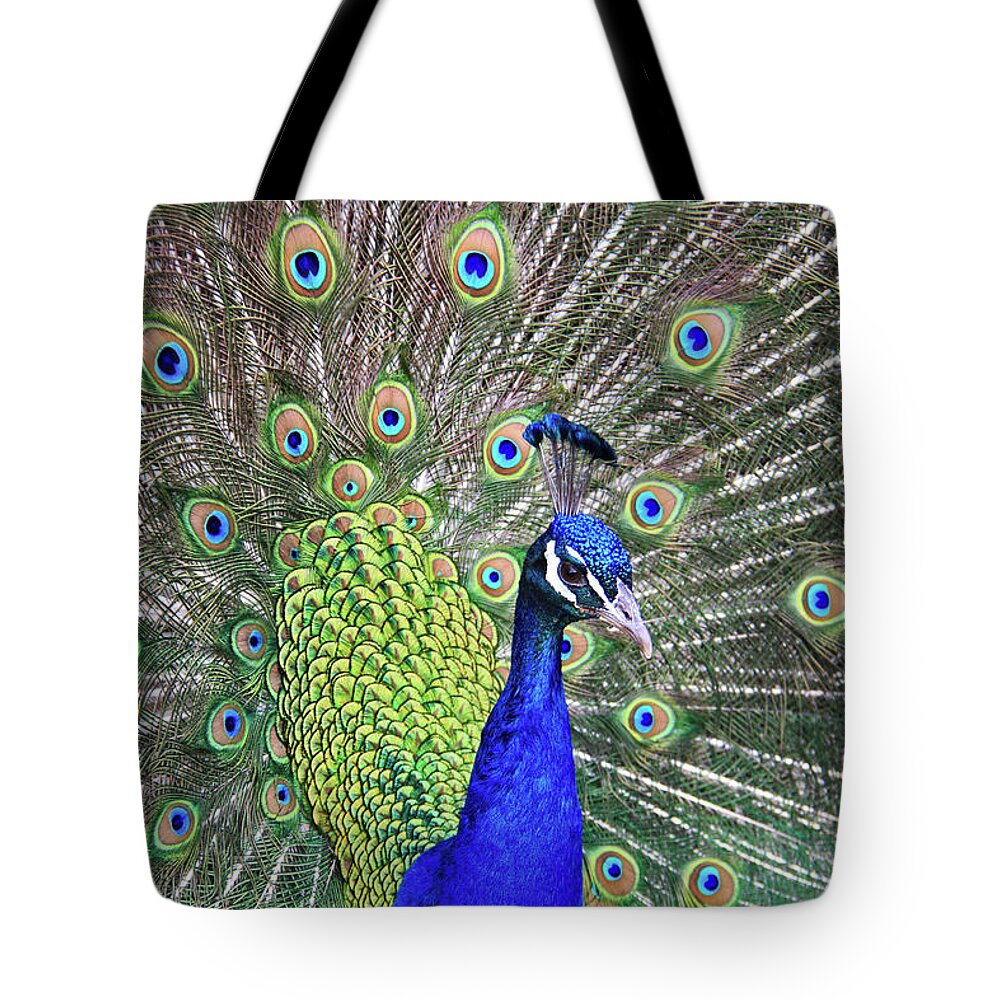 Peacock Tote Bag featuring the photograph Peacock Colors by Scott Mahon