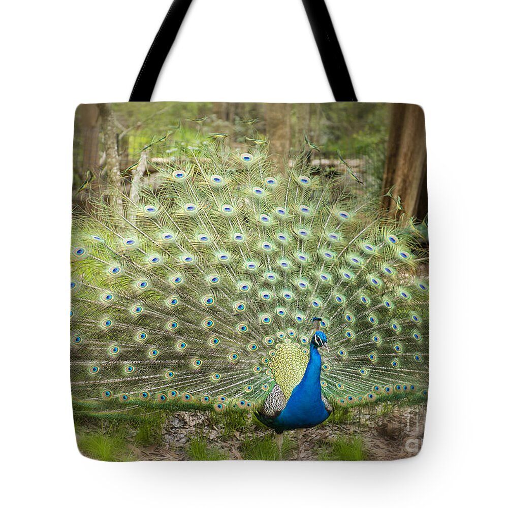 Peacock Tote Bag featuring the photograph Peacock Displaying His Feathers by Bonnie Barry