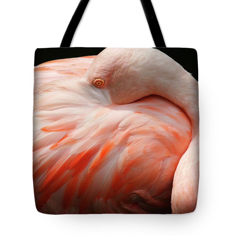 Pink Flamingo Tote Bag featuring the photograph Peek A Boo by Anthony Jones