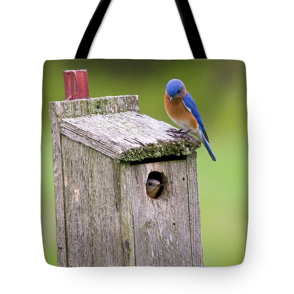 Bluebird Tote Bag featuring the photograph Peek a Boo Blue by Steve Stuller