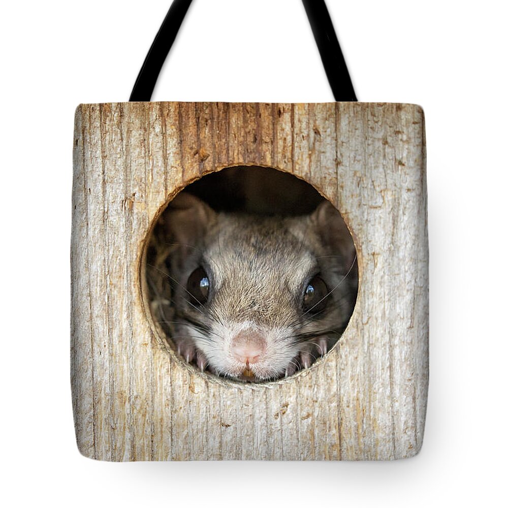 Flying Squirrel Tote Bag featuring the photograph Peek-a-Boo by Eilish Palmer