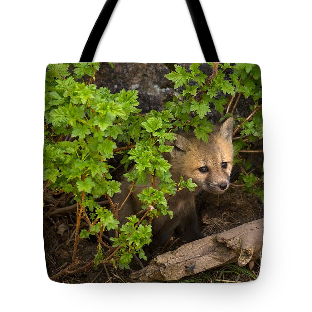 Fox Kit Tote Bag featuring the photograph Peeking Out At The Big World by Natural Focal Point Photography