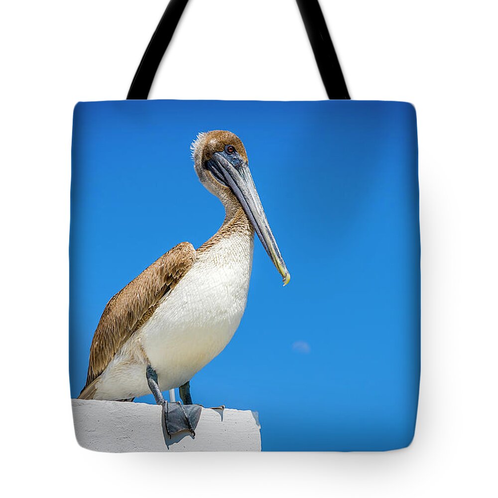 Birds Tote Bag featuring the photograph Pelican by Daniel Murphy