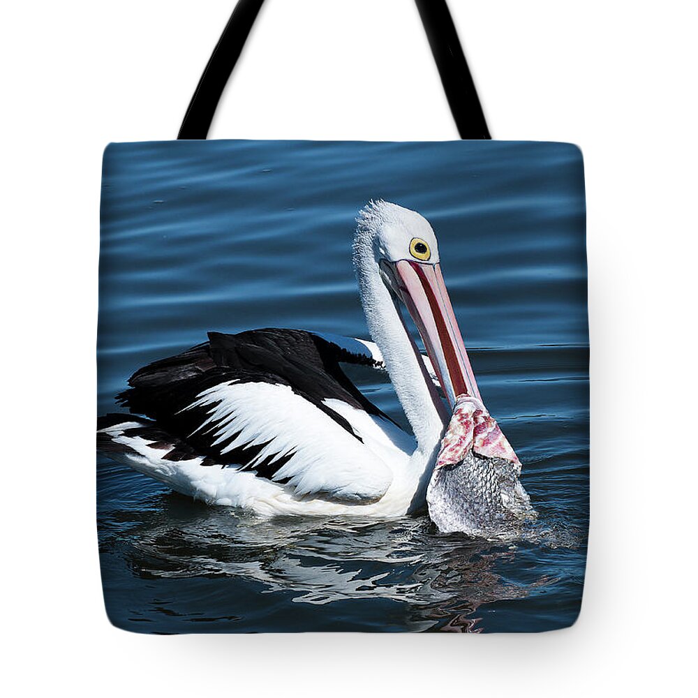 Pelican Photography Tote Bag featuring the photograph Pelican fishing 6661 by Kevin Chippindall