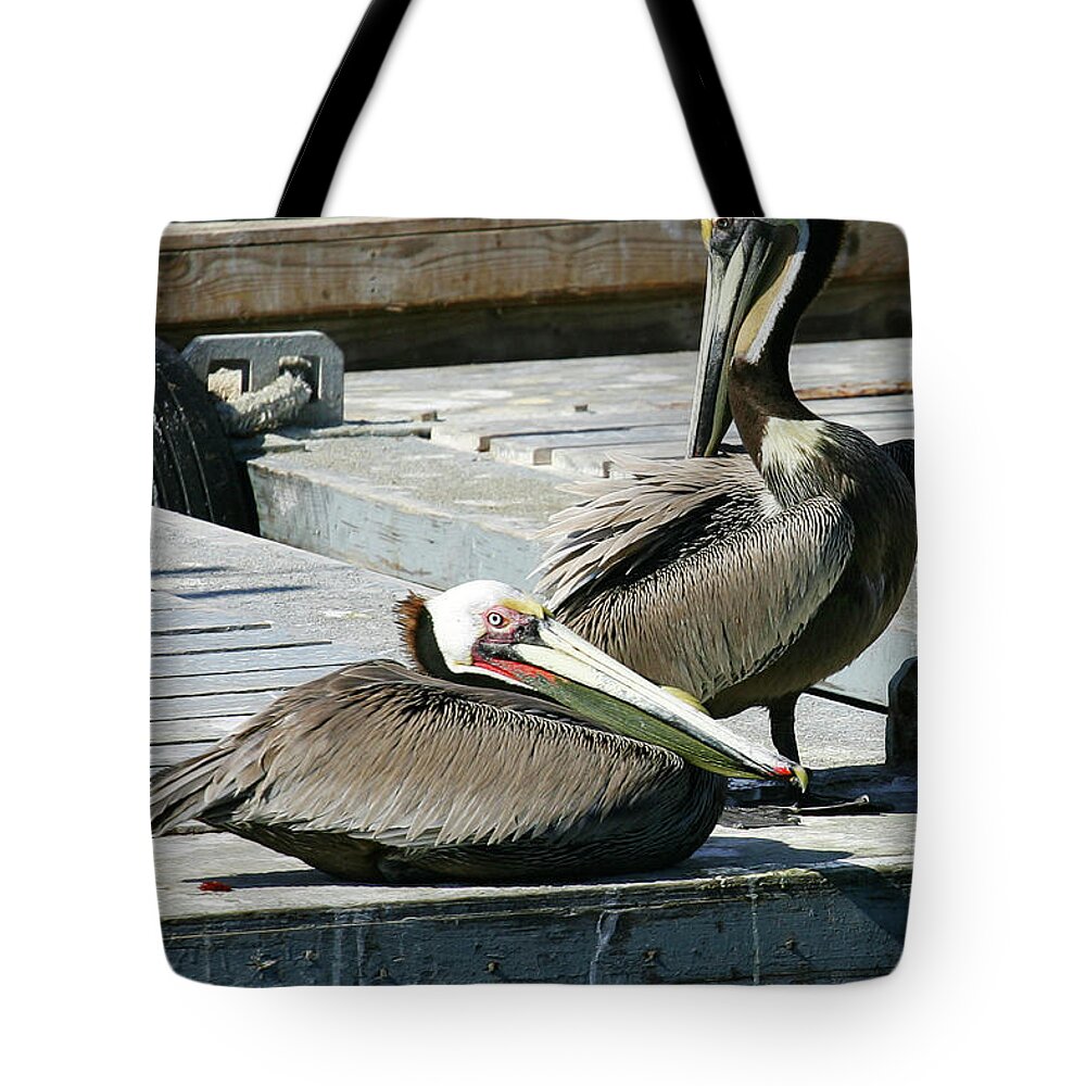 Pelicans Tote Bag featuring the photograph Pelican on the Dock by Anthony Jones