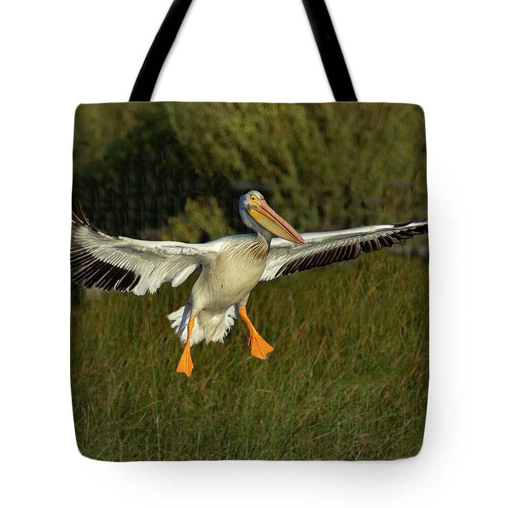 Pelican Tote Bag featuring the photograph Pelicans 3 by Rick Mosher