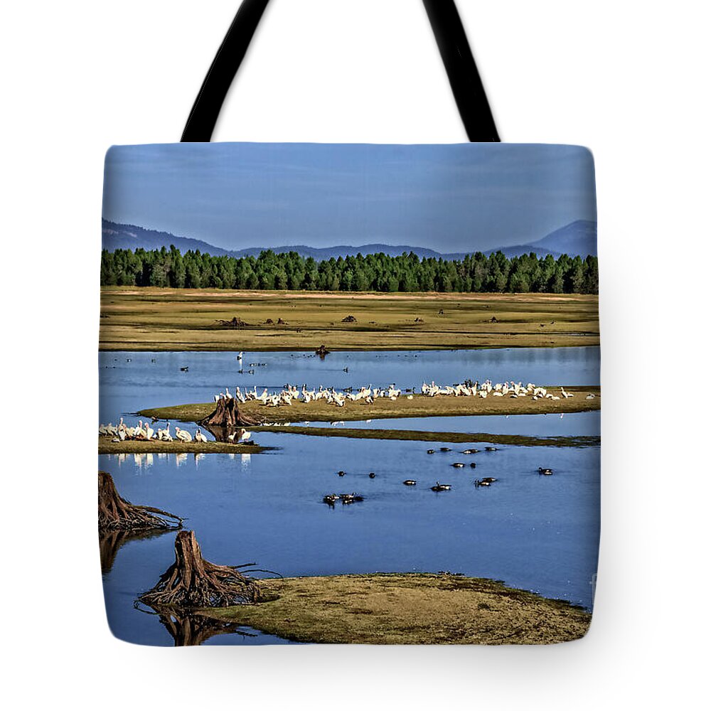 Wild Tote Bag featuring the photograph Pelicans Gathering by Robert Bales