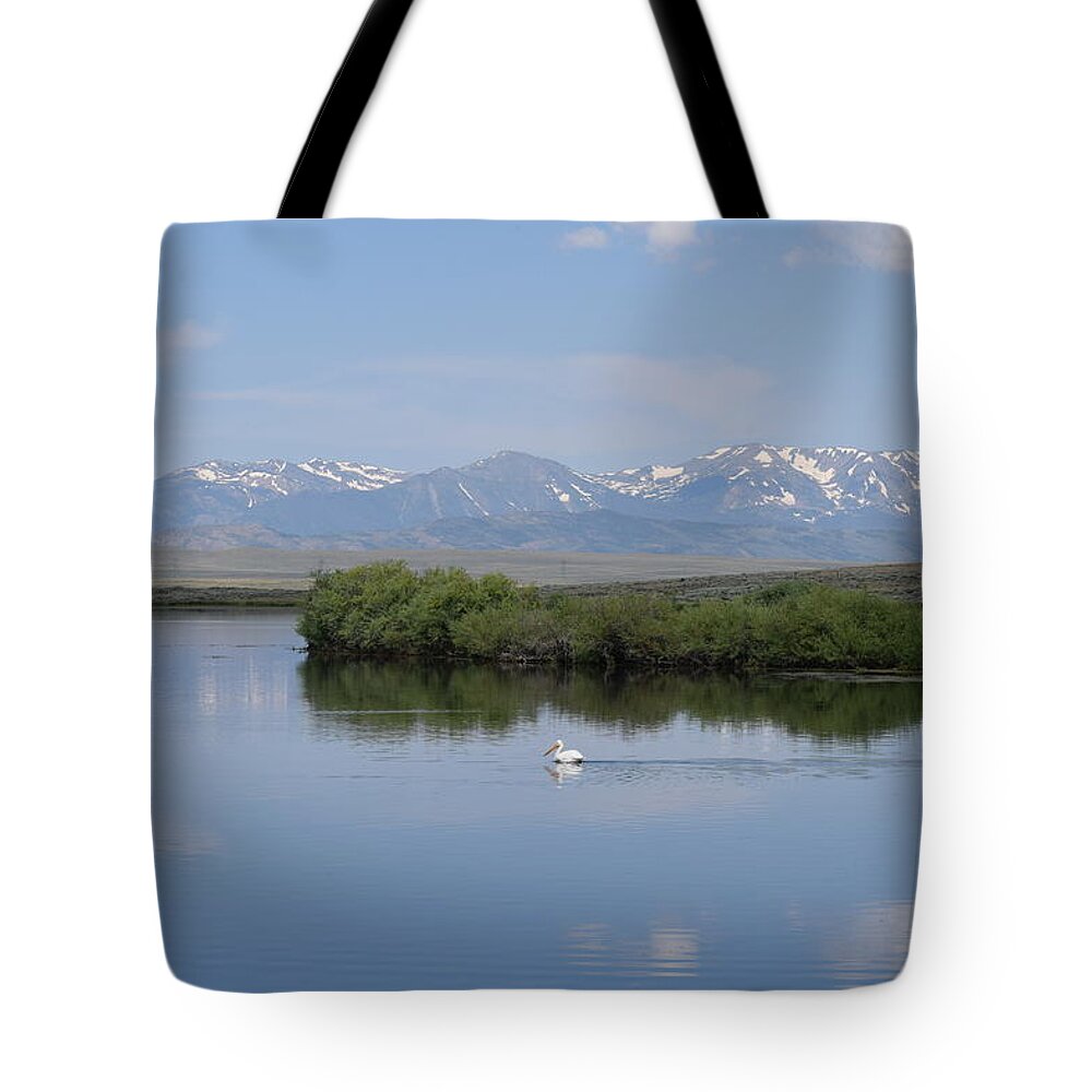 Animal Tote Bag featuring the photograph Pelicans Walden Res Walden CO by Margarethe Binkley