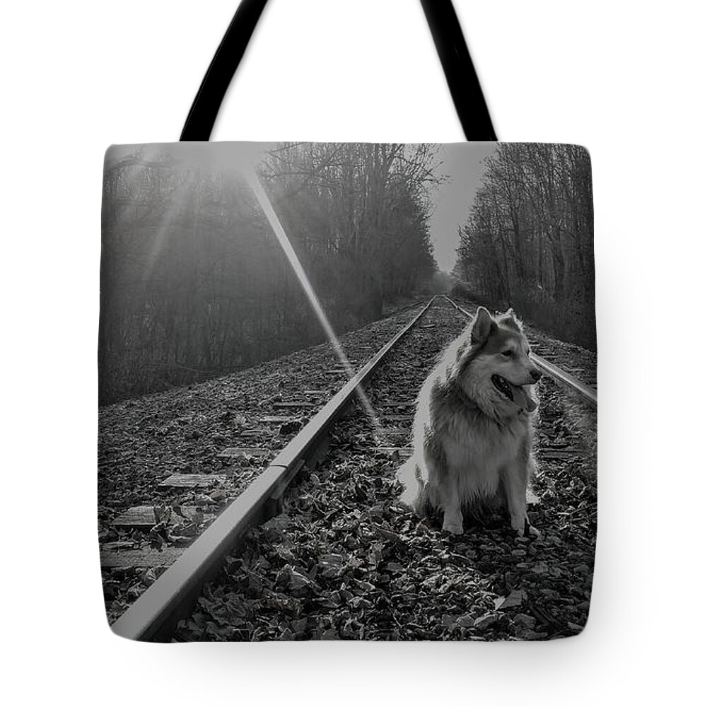  Tote Bag featuring the photograph Pensive Doggo by Brad Nellis