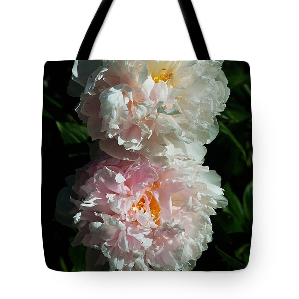 Peony Flower Tote Bag featuring the photograph Peony Duo by Kae Cheatham