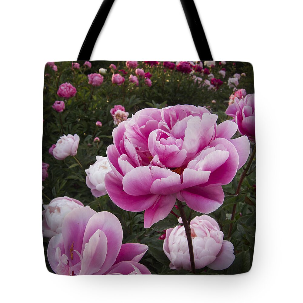 Flowers Tote Bag featuring the photograph Peony Field by Mary Lee Dereske