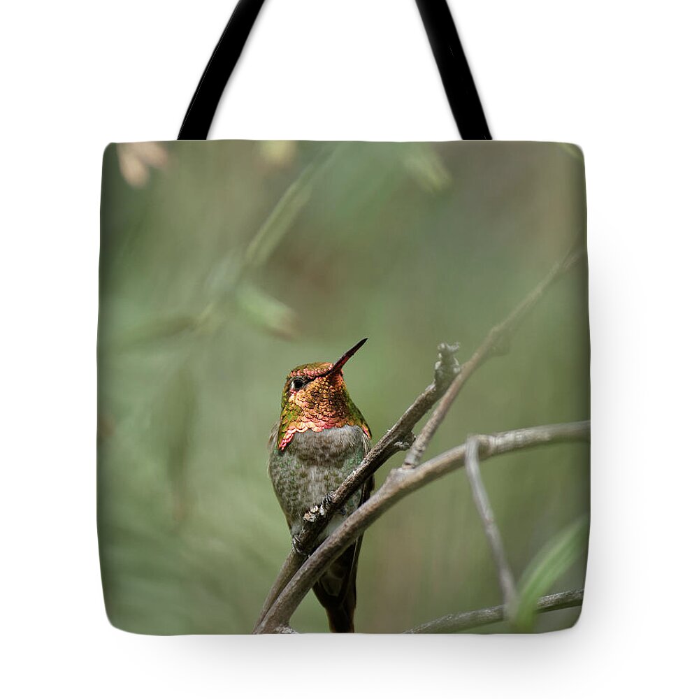 Darin Volpe Animals Tote Bag featuring the photograph Pepper Tree Ornament No. 1 -- Anna's Hummingbird in Templeton, California by Darin Volpe