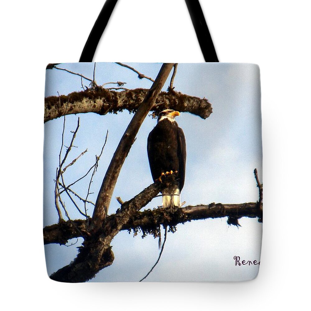 Birds Tote Bag featuring the photograph Perched Bald Eagle by A L Sadie Reneau