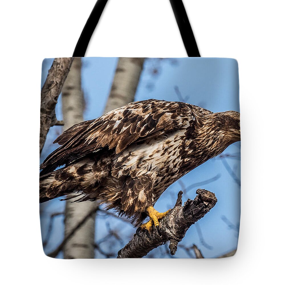 Bald Eagle Tote Bag featuring the photograph Perched juvenile Bald Eagle by Paul Freidlund