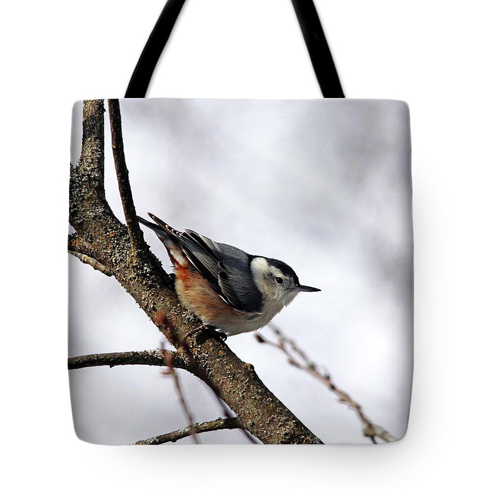Nuthatch Tote Bag featuring the photograph Perched Nuthatch by Debbie Oppermann