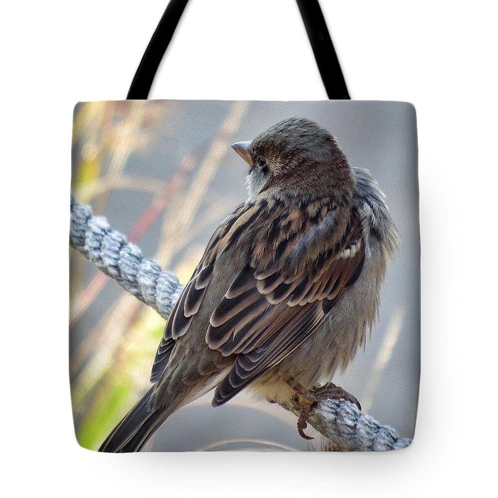 Bird Feathers Sparrow Nature Wings Rope Animal Outdoors Color Tote Bag featuring the photograph Perched Sparrow closeup 1 by Andrew Rhine