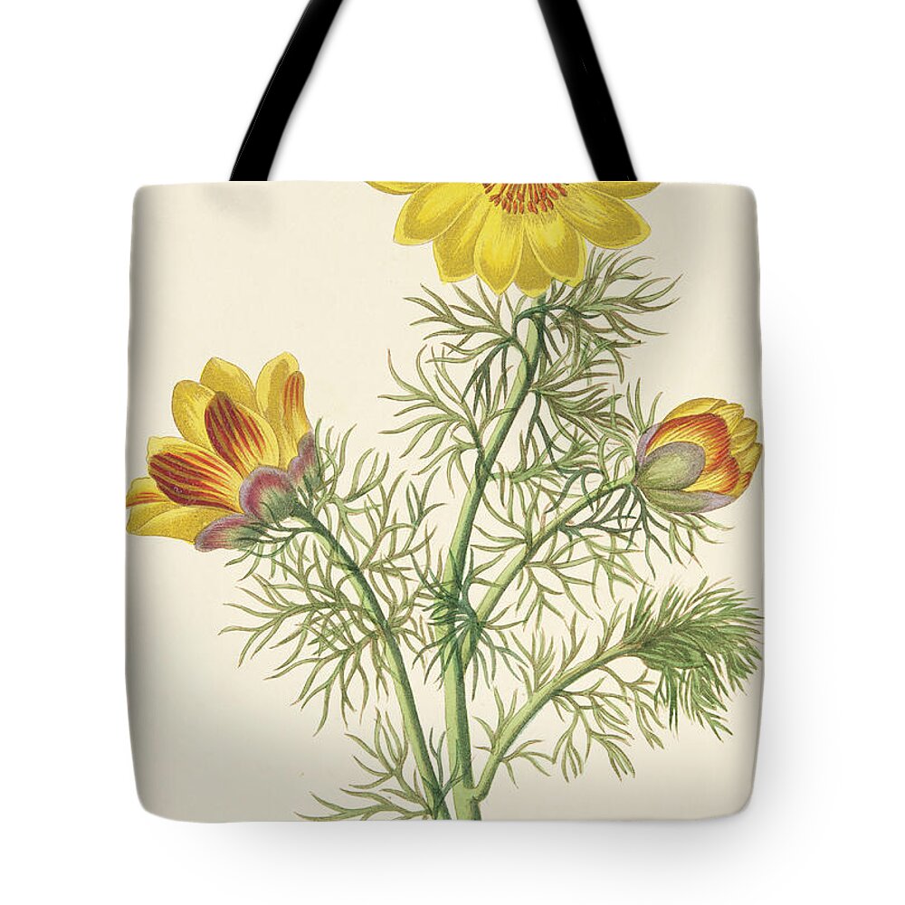 Perennial Adonis Tote Bag featuring the painting Perennial Adonis by Pierre Puvis de Chavannes