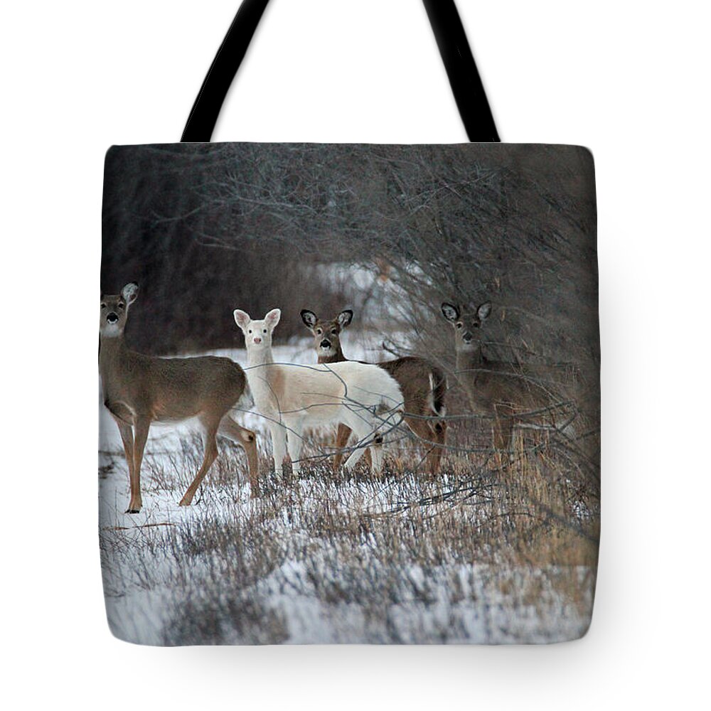 Whitetail Deer Tote Bag featuring the photograph Perfect Blend by Brook Burling