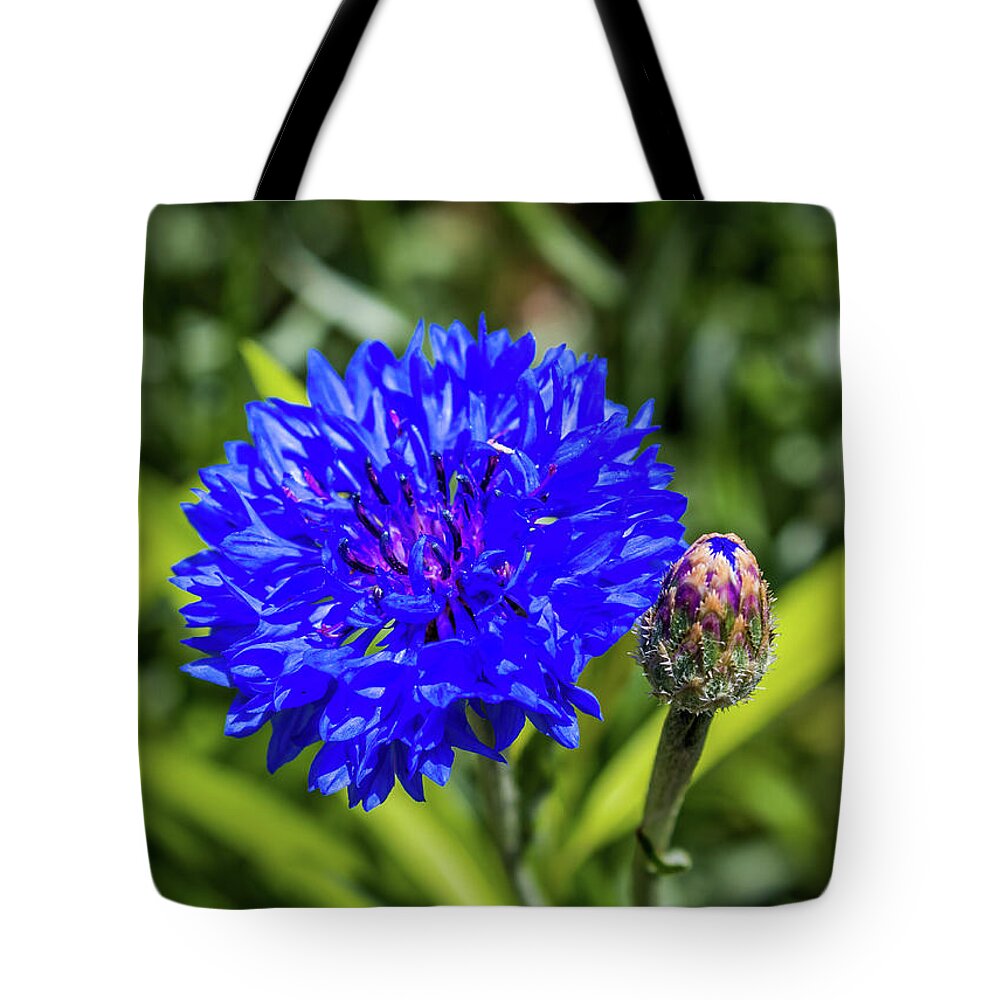 Cornflower Tote Bag featuring the photograph Perky Cornflower by Susie Weaver
