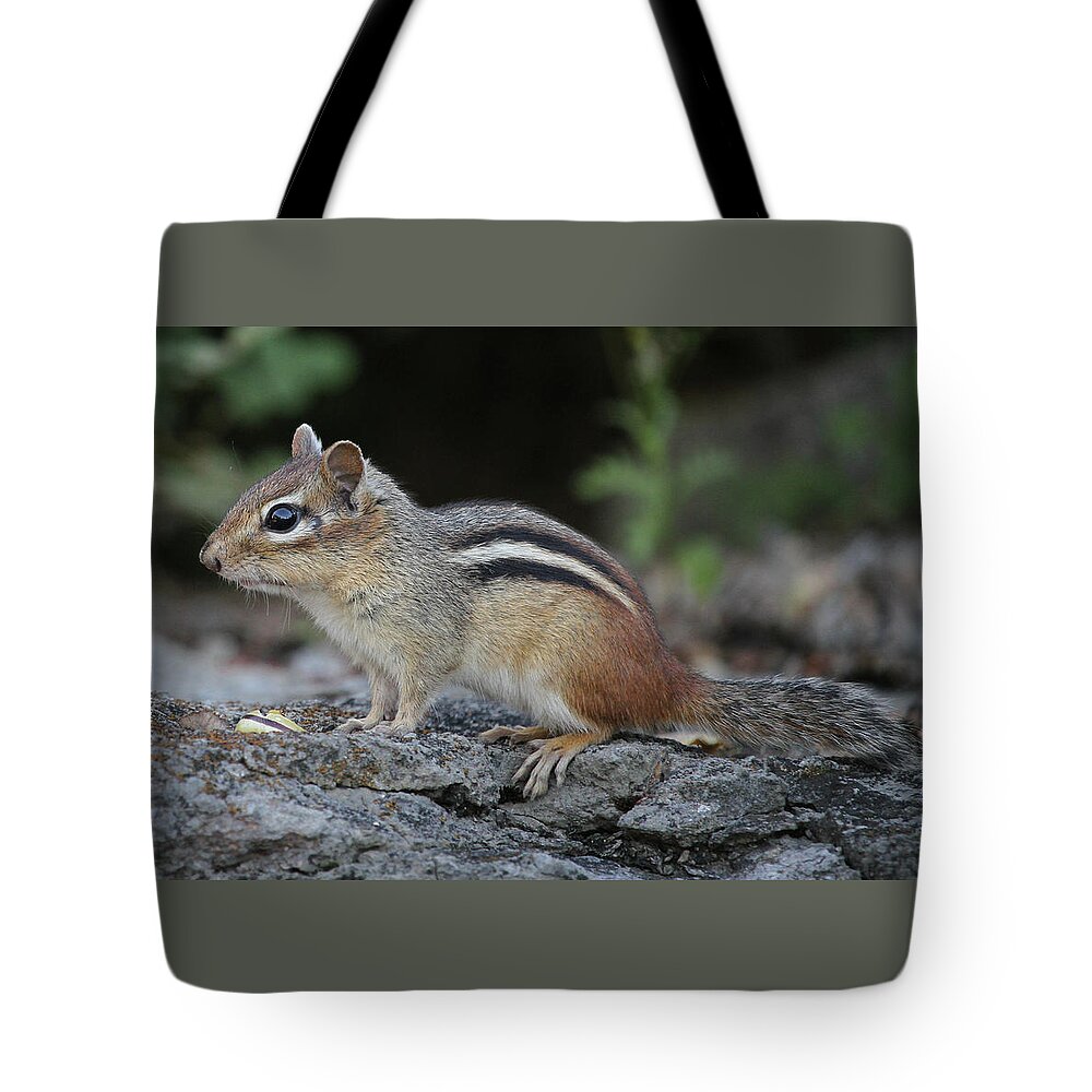 Eastern Chipmunk Tote Bag featuring the photograph Perky by Doris Potter