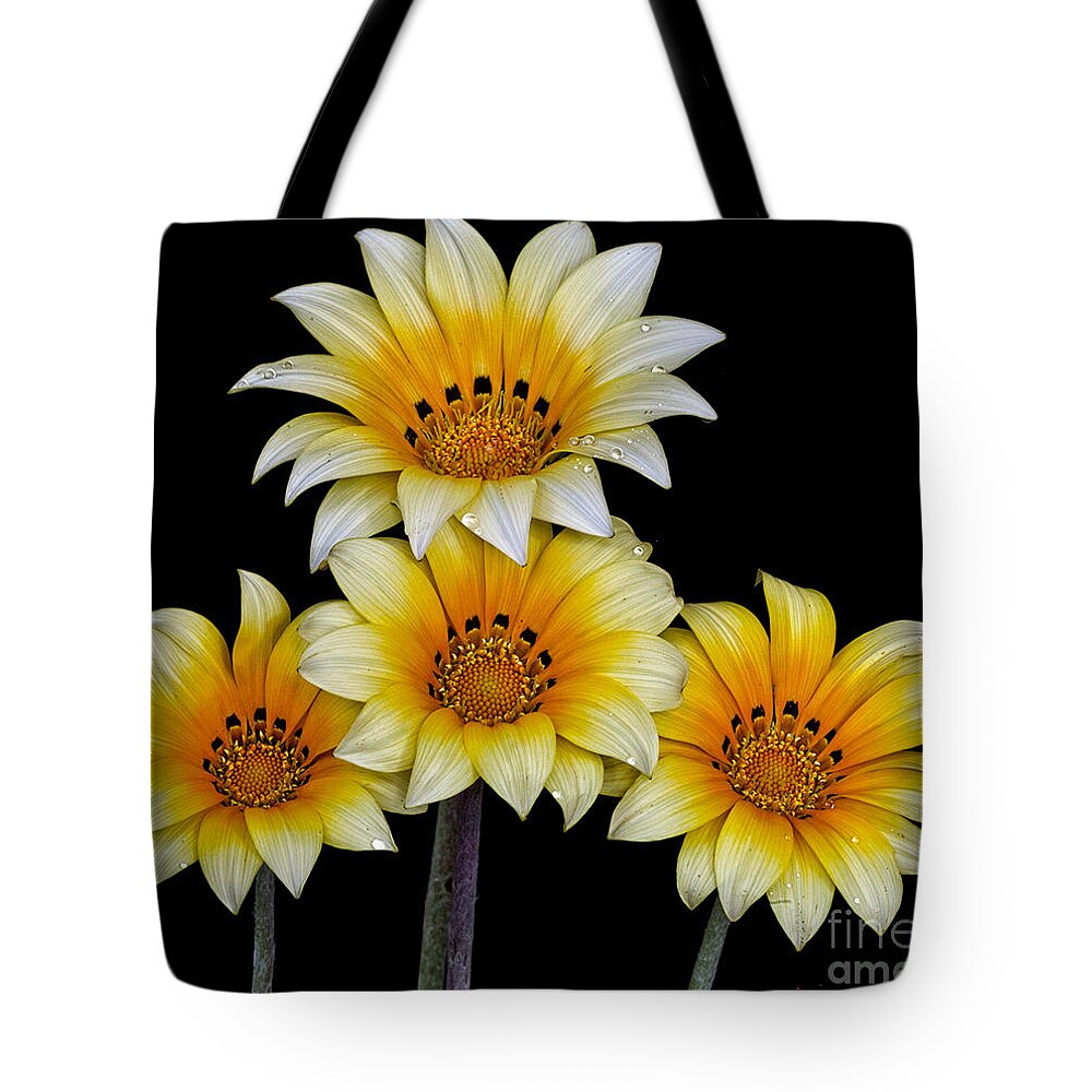 Flowers Tote Bag featuring the photograph Peruvian Daisies by Shirley Mangini