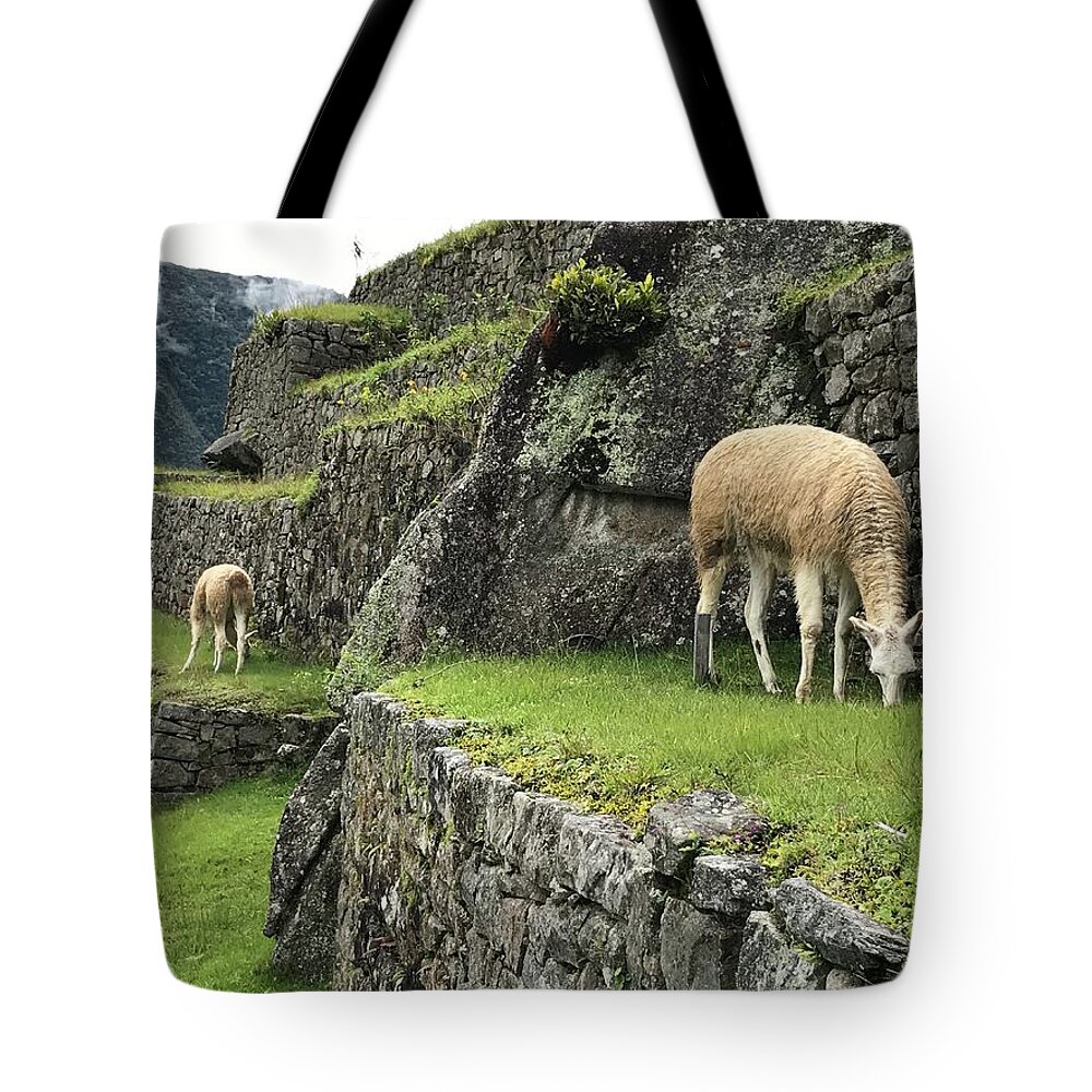 Peru Tote Bag featuring the photograph Peruvian Llamas by Dani Keating