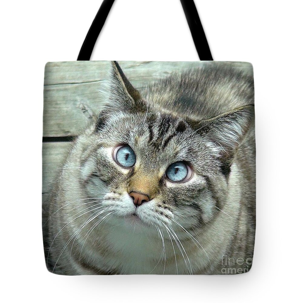 Cat Tote Bag featuring the photograph Pet Portrait - Lily the Cat Four by Laura Wong-Rose