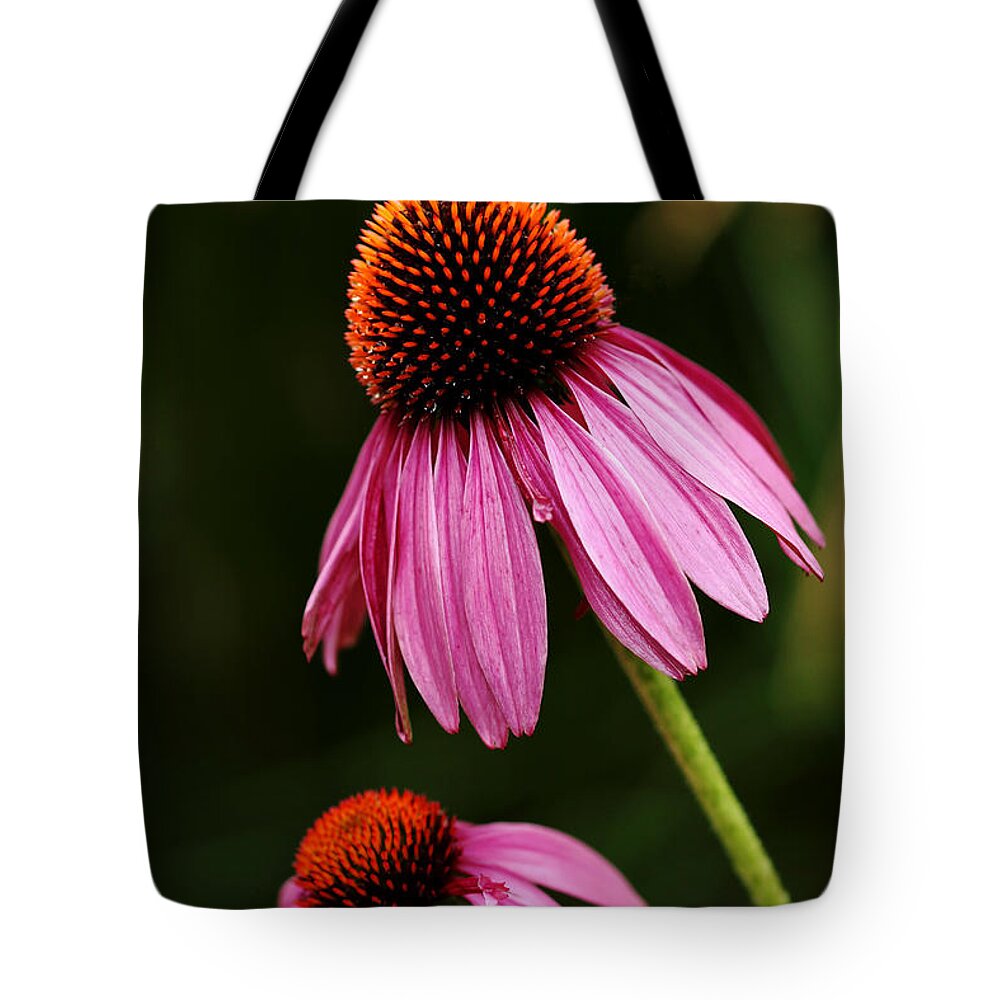 Echinacea Tote Bag featuring the photograph Petals And Quills by Debbie Oppermann